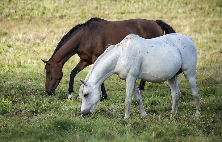 Bild på två hästar som äter gräs