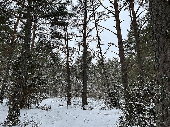 Bild på skogen under vintern