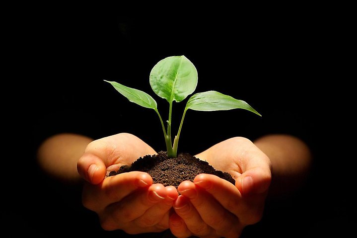 Bild på en grön planta i gjord i händer på en person