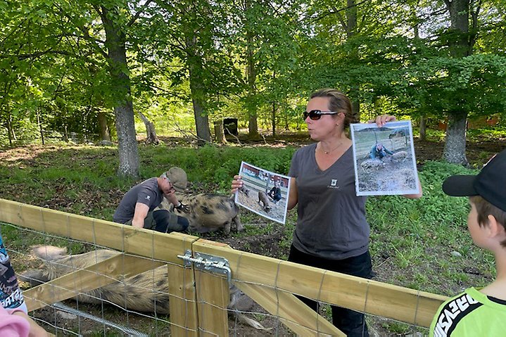 En kvinna med solglasögon håller upp bilder av grisar
