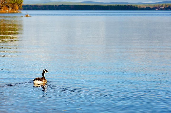 canadagås-simmar-ivag-över-sjön-på-hösten